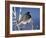 Oregon Junco, a Dark-Eyed Junco (Junco Hyemalis), Roxborough State Park, Colorado-null-Framed Photographic Print