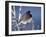 Oregon Junco, a Dark-Eyed Junco (Junco Hyemalis), Roxborough State Park, Colorado-null-Framed Photographic Print