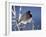 Oregon Junco, a Dark-Eyed Junco (Junco Hyemalis), Roxborough State Park, Colorado-null-Framed Photographic Print