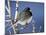 Oregon Junco, a Dark-Eyed Junco (Junco Hyemalis), Roxborough State Park, Colorado-null-Mounted Photographic Print