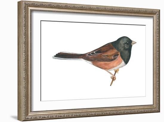 Oregon Junco (Junco Hyemalis Oreganus), Birds-Encyclopaedia Britannica-Framed Art Print