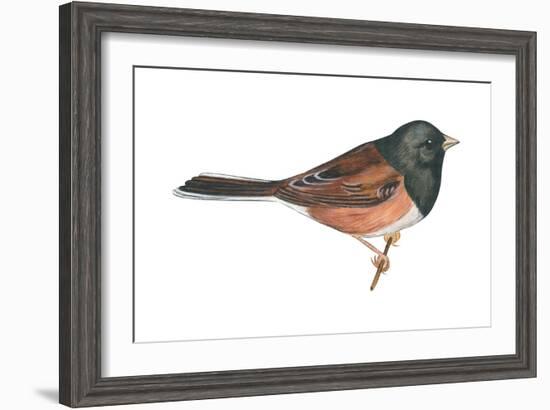 Oregon Junco (Junco Hyemalis Oreganus), Birds-Encyclopaedia Britannica-Framed Art Print