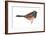 Oregon Junco (Junco Hyemalis Oreganus), Birds-Encyclopaedia Britannica-Framed Art Print