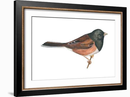 Oregon Junco (Junco Hyemalis Oreganus), Birds-Encyclopaedia Britannica-Framed Art Print