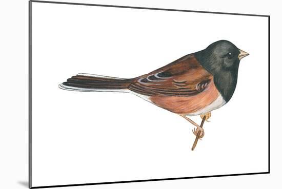 Oregon Junco (Junco Hyemalis Oreganus), Birds-Encyclopaedia Britannica-Mounted Art Print