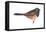 Oregon Junco (Junco Hyemalis Oreganus), Birds-Encyclopaedia Britannica-Framed Stretched Canvas