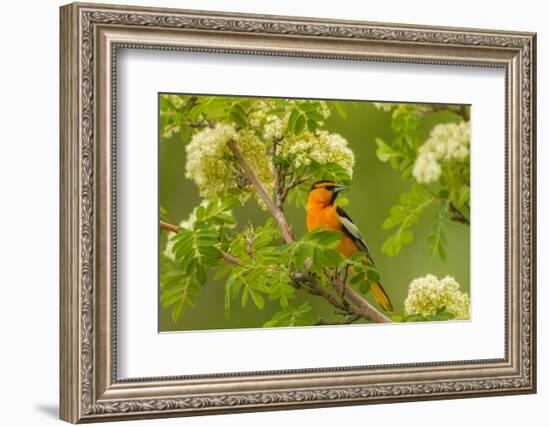 Oregon, Malheur National Wildlife Refuge. Bullock's Oriole on Limb-Cathy & Gordon Illg-Framed Photographic Print