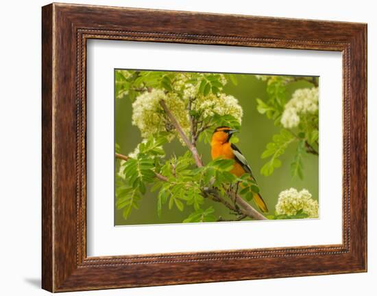 Oregon, Malheur National Wildlife Refuge. Bullock's Oriole on Limb-Cathy & Gordon Illg-Framed Photographic Print