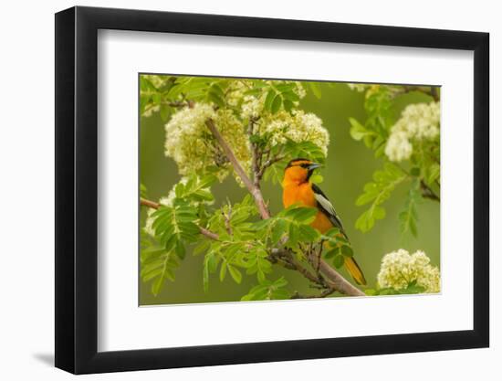 Oregon, Malheur National Wildlife Refuge. Bullock's Oriole on Limb-Cathy & Gordon Illg-Framed Photographic Print