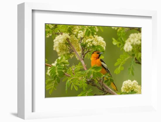 Oregon, Malheur National Wildlife Refuge. Bullock's Oriole on Limb-Cathy & Gordon Illg-Framed Photographic Print