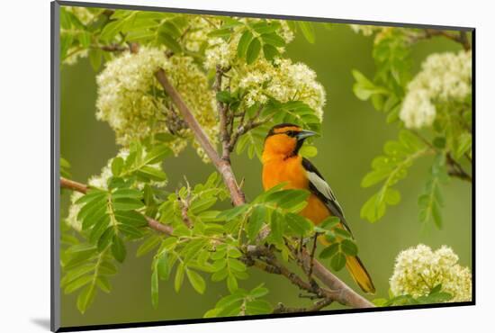 Oregon, Malheur National Wildlife Refuge. Bullock's Oriole on Limb-Cathy & Gordon Illg-Mounted Photographic Print