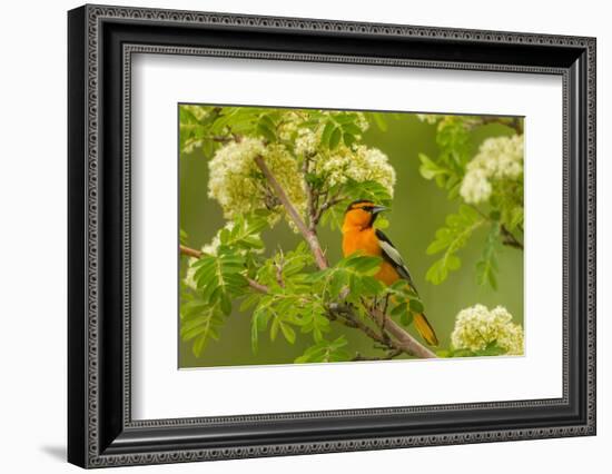 Oregon, Malheur National Wildlife Refuge. Bullock's Oriole on Limb-Cathy & Gordon Illg-Framed Photographic Print