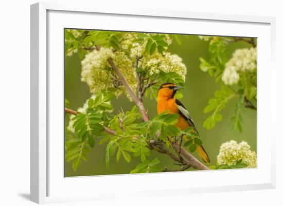 Oregon, Malheur National Wildlife Refuge. Bullock's Oriole on Limb-Cathy & Gordon Illg-Framed Photographic Print