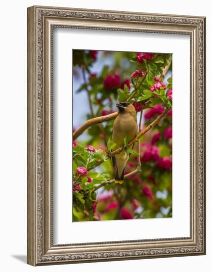 Oregon, Malheur National Wildlife Refuge. Close-up of Cedar Waxwing-Cathy & Gordon Illg-Framed Photographic Print