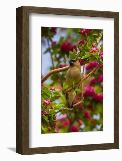 Oregon, Malheur National Wildlife Refuge. Close-up of Cedar Waxwing-Cathy & Gordon Illg-Framed Photographic Print