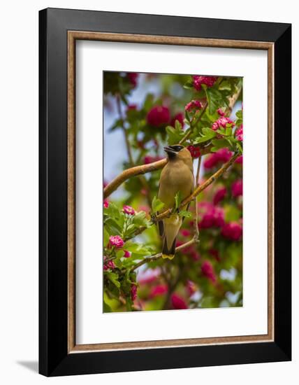 Oregon, Malheur National Wildlife Refuge. Close-up of Cedar Waxwing-Cathy & Gordon Illg-Framed Photographic Print