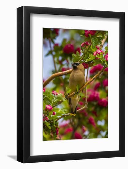 Oregon, Malheur National Wildlife Refuge. Close-up of Cedar Waxwing-Cathy & Gordon Illg-Framed Photographic Print