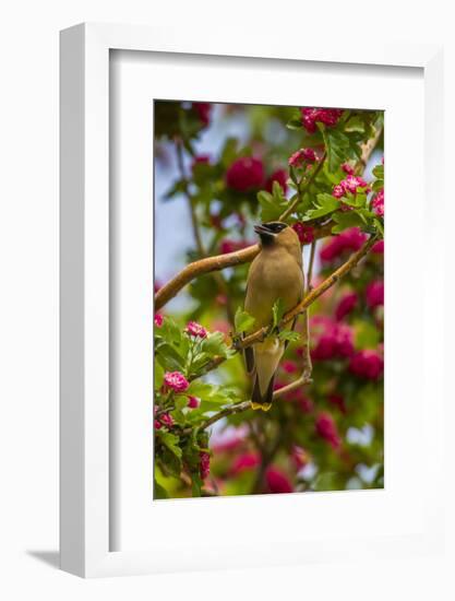 Oregon, Malheur National Wildlife Refuge. Close-up of Cedar Waxwing-Cathy & Gordon Illg-Framed Photographic Print