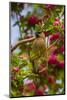 Oregon, Malheur National Wildlife Refuge. Close-up of Cedar Waxwing-Cathy & Gordon Illg-Mounted Photographic Print