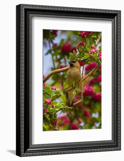 Oregon, Malheur National Wildlife Refuge. Close-up of Cedar Waxwing-Cathy & Gordon Illg-Framed Photographic Print