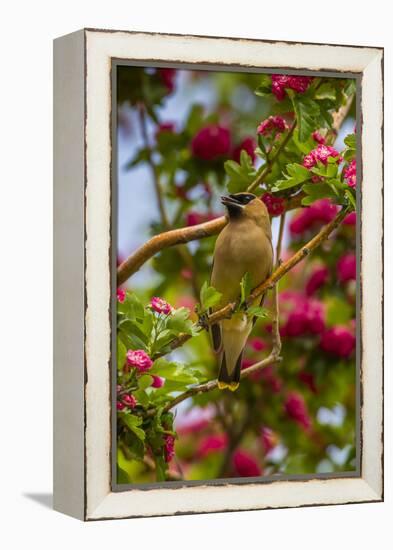 Oregon, Malheur National Wildlife Refuge. Close-up of Cedar Waxwing-Cathy & Gordon Illg-Framed Premier Image Canvas