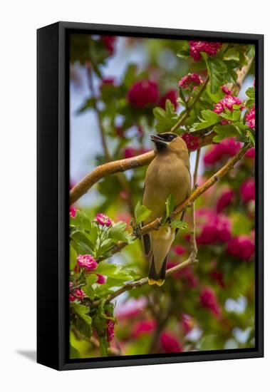 Oregon, Malheur National Wildlife Refuge. Close-up of Cedar Waxwing-Cathy & Gordon Illg-Framed Premier Image Canvas