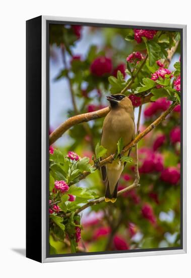 Oregon, Malheur National Wildlife Refuge. Close-up of Cedar Waxwing-Cathy & Gordon Illg-Framed Premier Image Canvas