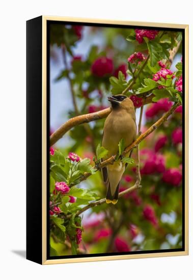 Oregon, Malheur National Wildlife Refuge. Close-up of Cedar Waxwing-Cathy & Gordon Illg-Framed Premier Image Canvas