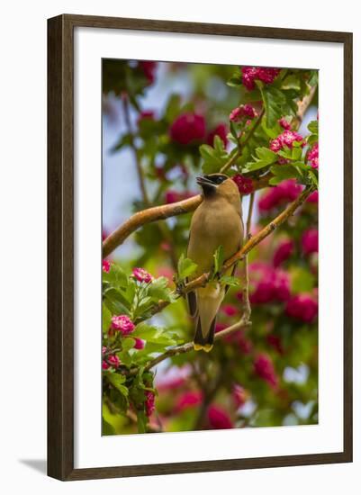 Oregon, Malheur National Wildlife Refuge. Close-up of Cedar Waxwing-Cathy & Gordon Illg-Framed Photographic Print