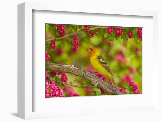 Oregon, Malheur National Wildlife Refuge. Western Tanager on Limb-Cathy & Gordon Illg-Framed Photographic Print