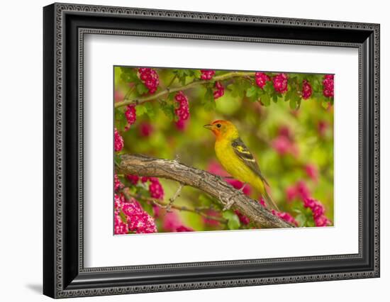 Oregon, Malheur National Wildlife Refuge. Western Tanager on Limb-Cathy & Gordon Illg-Framed Photographic Print