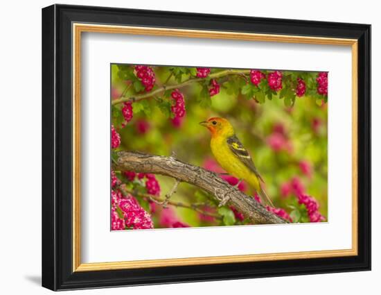 Oregon, Malheur National Wildlife Refuge. Western Tanager on Limb-Cathy & Gordon Illg-Framed Photographic Print