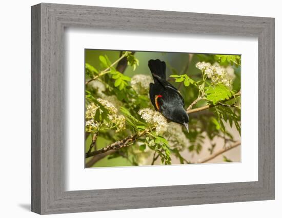 Oregon, Malheur NWR. Red-Winged Blackbird on Limb-Cathy & Gordon Illg-Framed Photographic Print