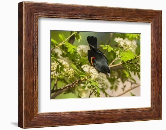 Oregon, Malheur NWR. Red-Winged Blackbird on Limb-Cathy & Gordon Illg-Framed Photographic Print