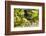 Oregon, Malheur NWR. Red-Winged Blackbird on Limb-Cathy & Gordon Illg-Framed Photographic Print