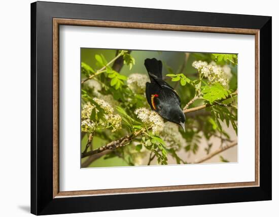 Oregon, Malheur NWR. Red-Winged Blackbird on Limb-Cathy & Gordon Illg-Framed Photographic Print