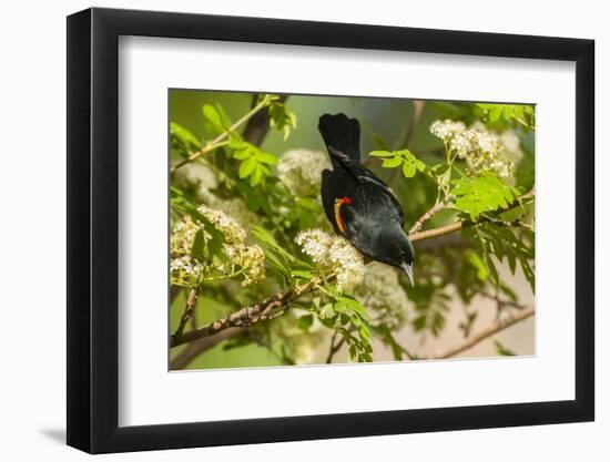 Oregon, Malheur NWR. Red-Winged Blackbird on Limb-Cathy & Gordon Illg-Framed Photographic Print