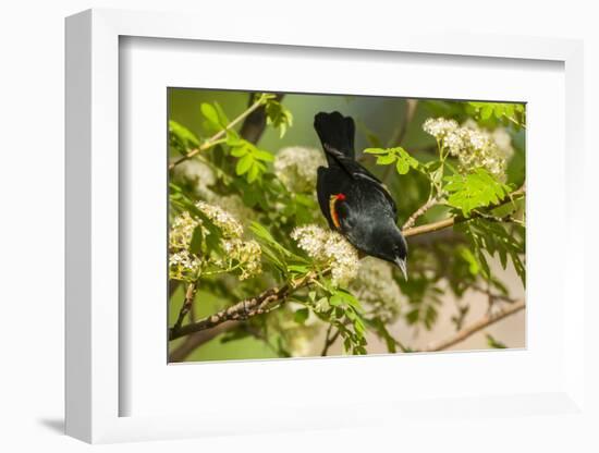 Oregon, Malheur NWR. Red-Winged Blackbird on Limb-Cathy & Gordon Illg-Framed Photographic Print