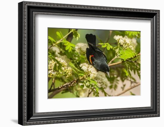 Oregon, Malheur NWR. Red-Winged Blackbird on Limb-Cathy & Gordon Illg-Framed Photographic Print