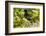 Oregon, Malheur NWR. Red-Winged Blackbird on Limb-Cathy & Gordon Illg-Framed Photographic Print