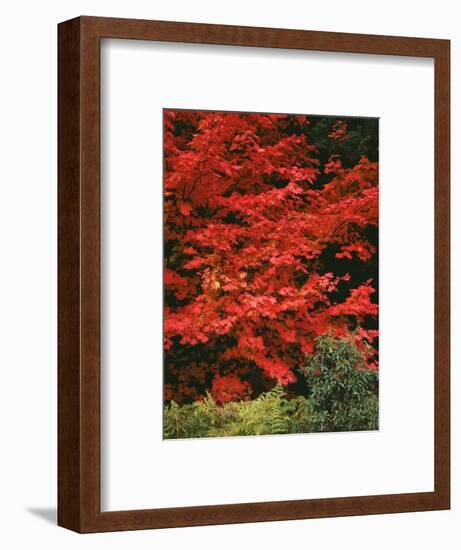 Oregon, Mount Hood NF. Bright red leaves of vine maple in autumn contrast with ferns and shrub.-John Barger-Framed Photographic Print