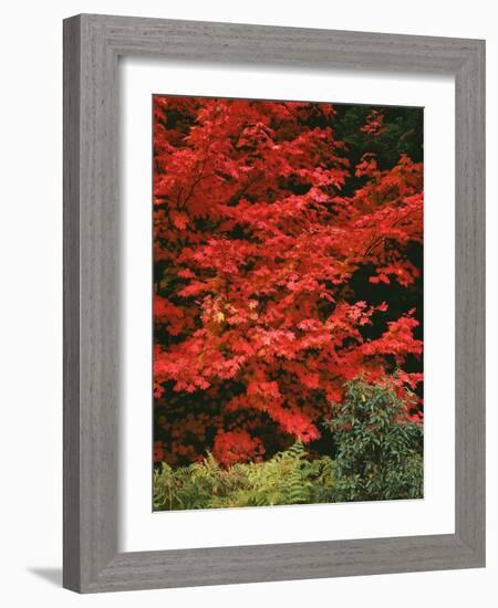 Oregon, Mount Hood NF. Bright red leaves of vine maple in autumn contrast with ferns and shrub.-John Barger-Framed Photographic Print