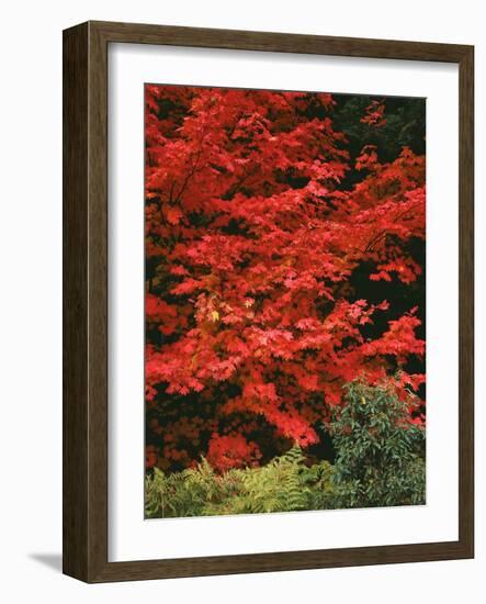 Oregon, Mount Hood NF. Bright red leaves of vine maple in autumn contrast with ferns and shrub.-John Barger-Framed Photographic Print