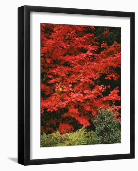 Oregon, Mount Hood NF. Bright red leaves of vine maple in autumn contrast with ferns and shrub.-John Barger-Framed Photographic Print