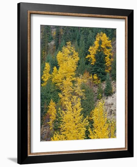 Oregon, Mount Hood NF. Fall colored black cottonwood and conifers in the Upper Hood River Valley.-John Barger-Framed Photographic Print