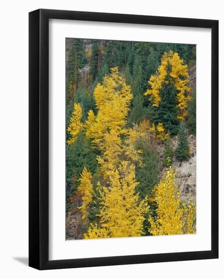 Oregon, Mount Hood NF. Fall colored black cottonwood and conifers in the Upper Hood River Valley.-John Barger-Framed Photographic Print