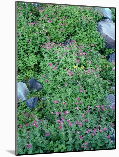 Oregon. Mount Hood NF, Mount Hood Wilderness, purple blossoms of Lewis monkeyflower-John Barger-Mounted Photographic Print