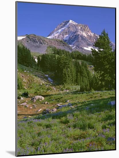 Oregon. Mount Hood NF, Mount Hood Wilderness, summer meadow of lupine blooms-John Barger-Mounted Photographic Print