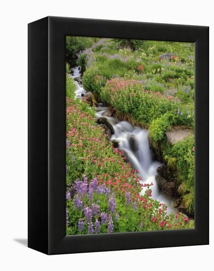 Oregon, Mt. Hood Wilderness. Wildflowers Along Elk Cove Creek-Steve Terrill-Framed Premier Image Canvas