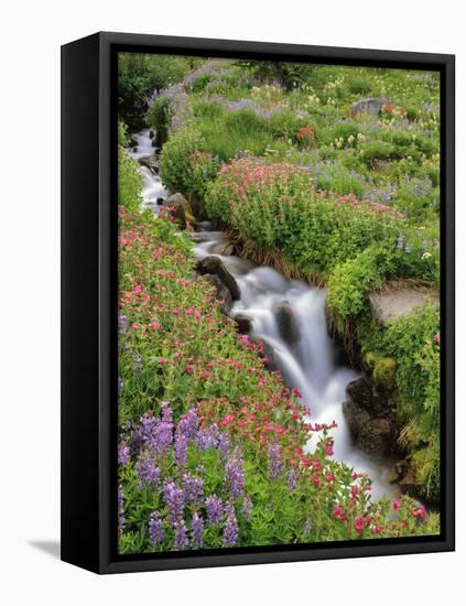 Oregon, Mt. Hood Wilderness. Wildflowers Along Elk Cove Creek-Steve Terrill-Framed Premier Image Canvas